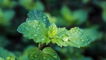 Fresh mint leaves after rain. Fresh mint leaves after rain.