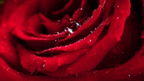 Red rose petals with water drops