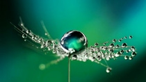 Little drop, big effect: At BASF Aroma Ingredients, we are passionate to support you with innovative flavor and fragrance ingredients. In everything we do, we ensure that each drop of our products is full of sustainability. Picture: Raindrops on plant.  Little drop, big effect: At BASF Aroma Ingredients, we are passionate to support you with innovative flavor and fragrance ingredients. In everything we do, we ensure that each drop of our products is full of sustainability. Picture: Raindrops on plant.