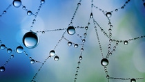 Little drop, big effect: At BASF Aroma Ingredients, we are passionate to support you with innovative flavor and fragrance ingredients. In everything we do, we ensure that each drop of our products is full of reliability. Picture: Macro shot of a wet spider web with water drops.  Little drop, big effect: At BASF Aroma Ingredients, we are passionate to support you with innovative flavor and fragrance ingredients. In everything we do, we ensure that each drop of our products is full of reliability. Picture: Macro shot of a wet spider web with water drops.