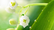 Lily of the valley with water drops in green leaves. Lily of the valley with water drops in green leaves.