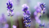 Detail of lavender flower with water drop. Detail of lavender flower with water drop.