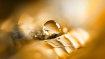 Little drop, big effect: At BASF Aroma Ingredients, we are passionate to support you with innovative flavor and fragrance ingredients. In everything we do, we ensure that each drop of our products is full of innovation. Picture: drop on feather. Little drop, big effect: At BASF Aroma Ingredients, we are passionate to support you with innovative flavor and fragrance ingredients. In everything we do, we ensure that each drop of our products is full of innovation. Picture: drop on feather.