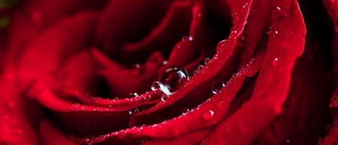 Red rose petals with water drops