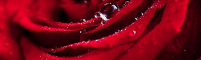 Red rose petals with water drops