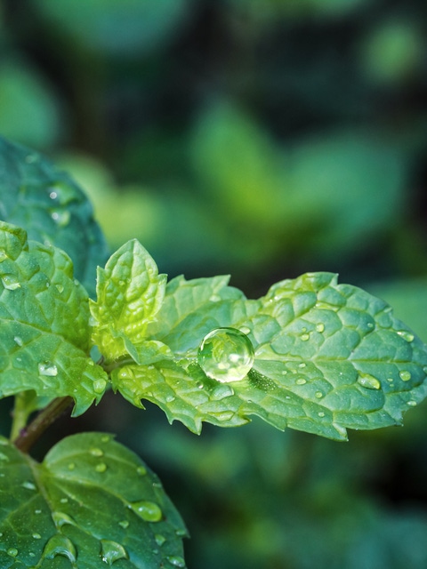 Fresh mint leaves after rain.