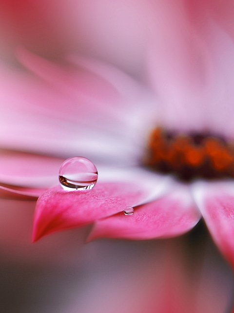 Little drop, big effect: At BASF Aroma Ingredients, we are passionate to support you with innovative flavor and fragrance ingredients. In everything we do, we ensure that each drop of our products is full of expertise. Picture: Raindrops on flower. 