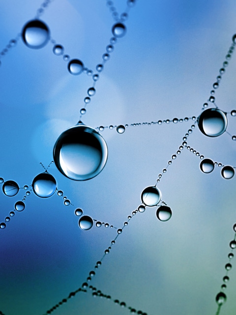 Little drop, big effect: At BASF Aroma Ingredients, we are passionate to support you with innovative flavor and fragrance ingredients. In everything we do, we ensure that each drop of our products is full of reliability. Picture: Macro shot of a wet spider web with water drops. 