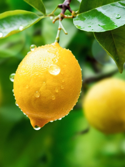 Lemon juice tree branch fresh yellow garden green, water droplet, lemon.