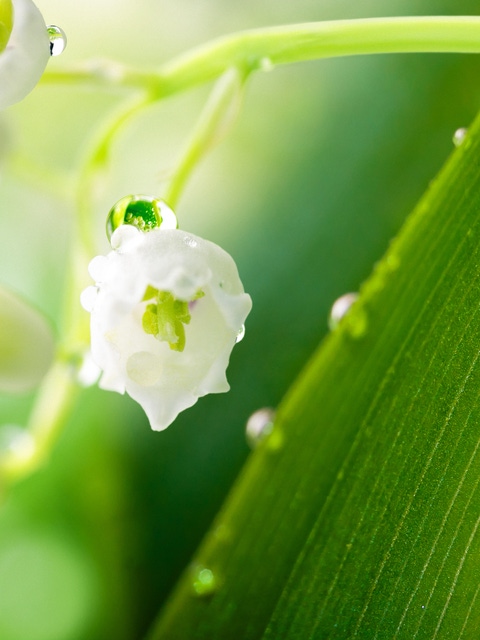 Lily of the valley with water drops in green leaves.