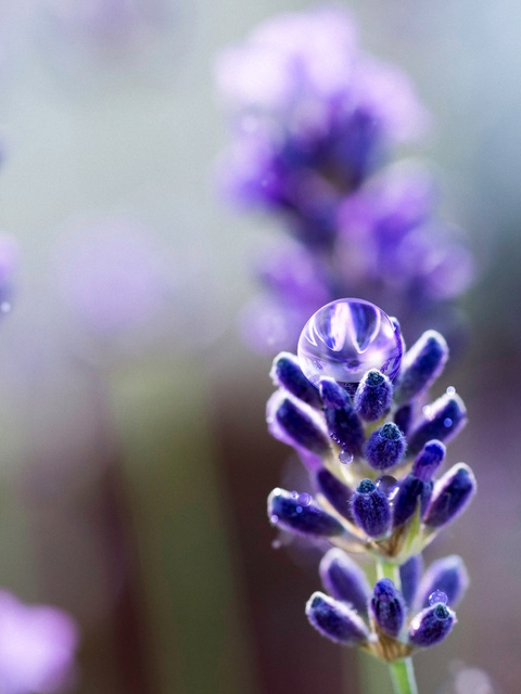 Detail of lavender flower with water drop.