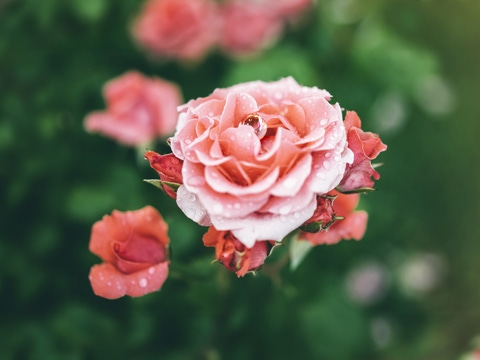 Blossom rose with drops of rain on green background. Blossom rose with drops of rain on green background.