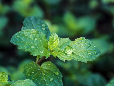 Fresh mint leaves after rain. Fresh mint leaves after rain.