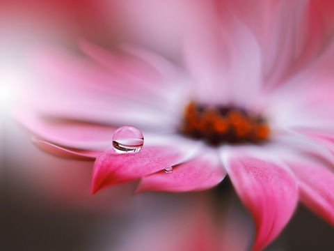 Little drop, big effect: At BASF Aroma Ingredients, we are passionate to support you with innovative flavor and fragrance ingredients. In everything we do, we ensure that each drop of our products is full of expertise. Picture: Raindrops on flower. Little drop, big effect: At BASF Aroma Ingredients, we are passionate to support you with innovative flavor and fragrance ingredients. In everything we do, we ensure that each drop of our products is full of expertise. Picture: Raindrops on flower.