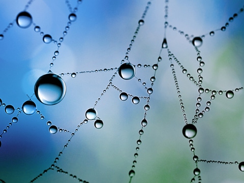 Little drop, big effect: At BASF Aroma Ingredients, we are passionate to support you with innovative flavor and fragrance ingredients. In everything we do, we ensure that each drop of our products is full of reliability. Picture: Macro shot of a wet spider web with water drops. Little drop, big effect: At BASF Aroma Ingredients, we are passionate to support you with innovative flavor and fragrance ingredients. In everything we do, we ensure that each drop of our products is full of reliability. Picture: Macro shot of a wet spider web with water drops.