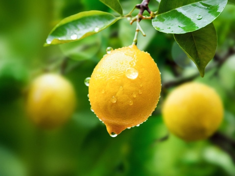 Lemon juice tree branch fresh yellow garden green, water droplet, lemon. Lemon juice tree branch fresh yellow garden green, water droplet, lemon.