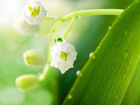 Lily of the valley with water drops in green leaves. Lily of the valley with water drops in green leaves.