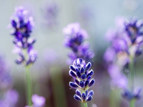 Detail of lavender flower with water drop. Detail of lavender flower with water drop.