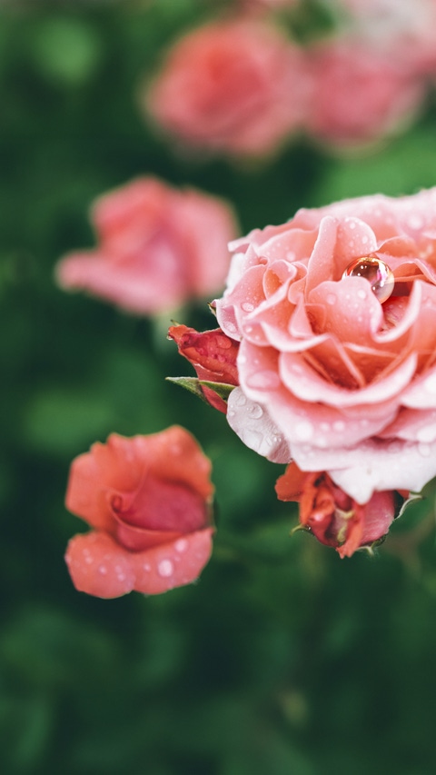 Blossom rose with drops of rain on green background.