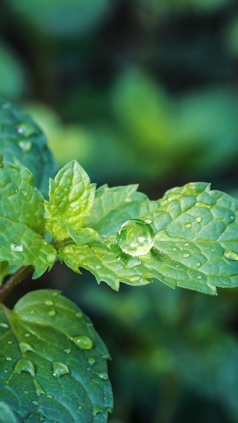 Fresh mint leaves after rain.