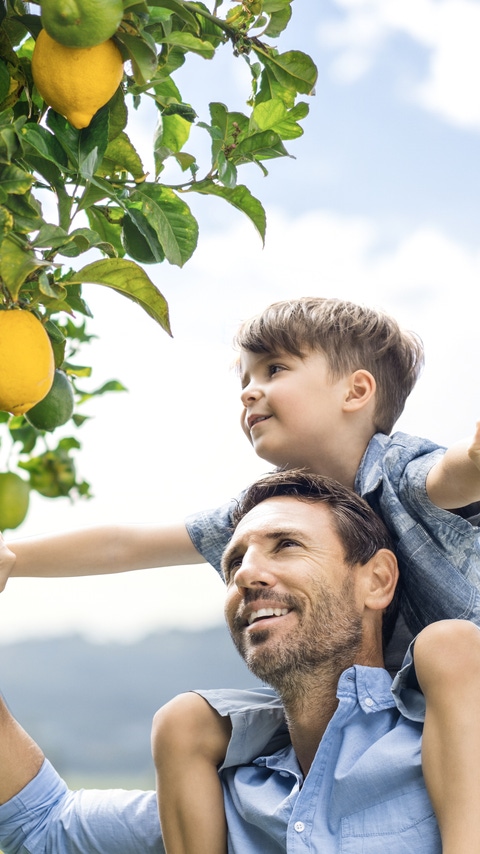 Father and son picking citrus fruits from a tree.