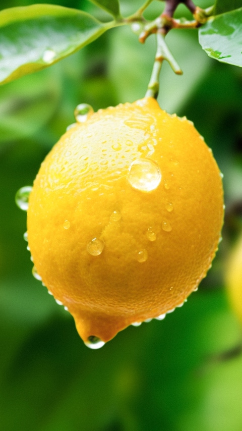 Lemon juice tree branch fresh yellow garden green, water droplet, lemon.