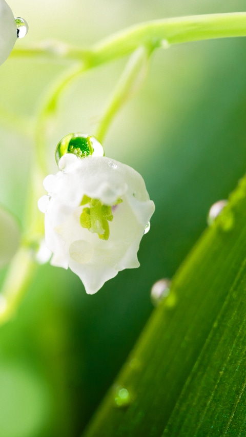 Lily of the valley with water drops in green leaves.