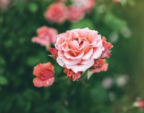 Blossom rose with drops of rain on green background. Blossom rose with drops of rain on green background.