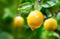 Lemon juice tree branch fresh yellow garden green, water droplet, lemon. Lemon juice tree branch fresh yellow garden green, water droplet, lemon.