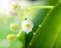 Lily of the valley with water drops in green leaves. Lily of the valley with water drops in green leaves.