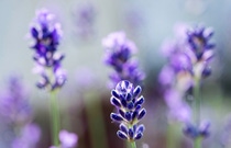 Detail of lavender flower with water drop. Detail of lavender flower with water drop.